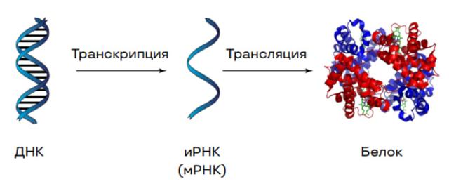 Биосинтез белка