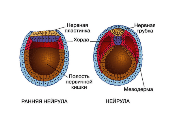 Онтогенез