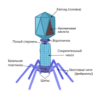 Вирусы